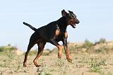 DOBERMANN 627